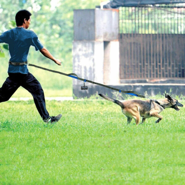 reflective dog leash